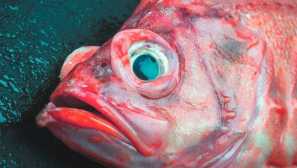 Златен костур